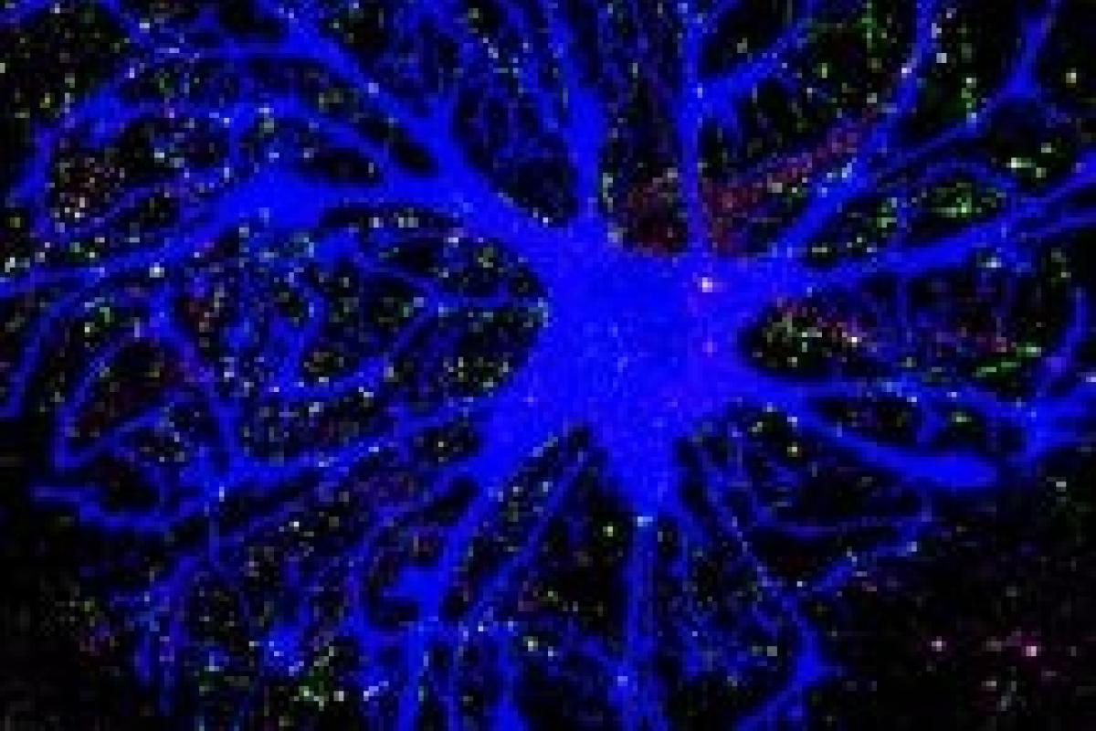 Perisynaptic astrocyte process