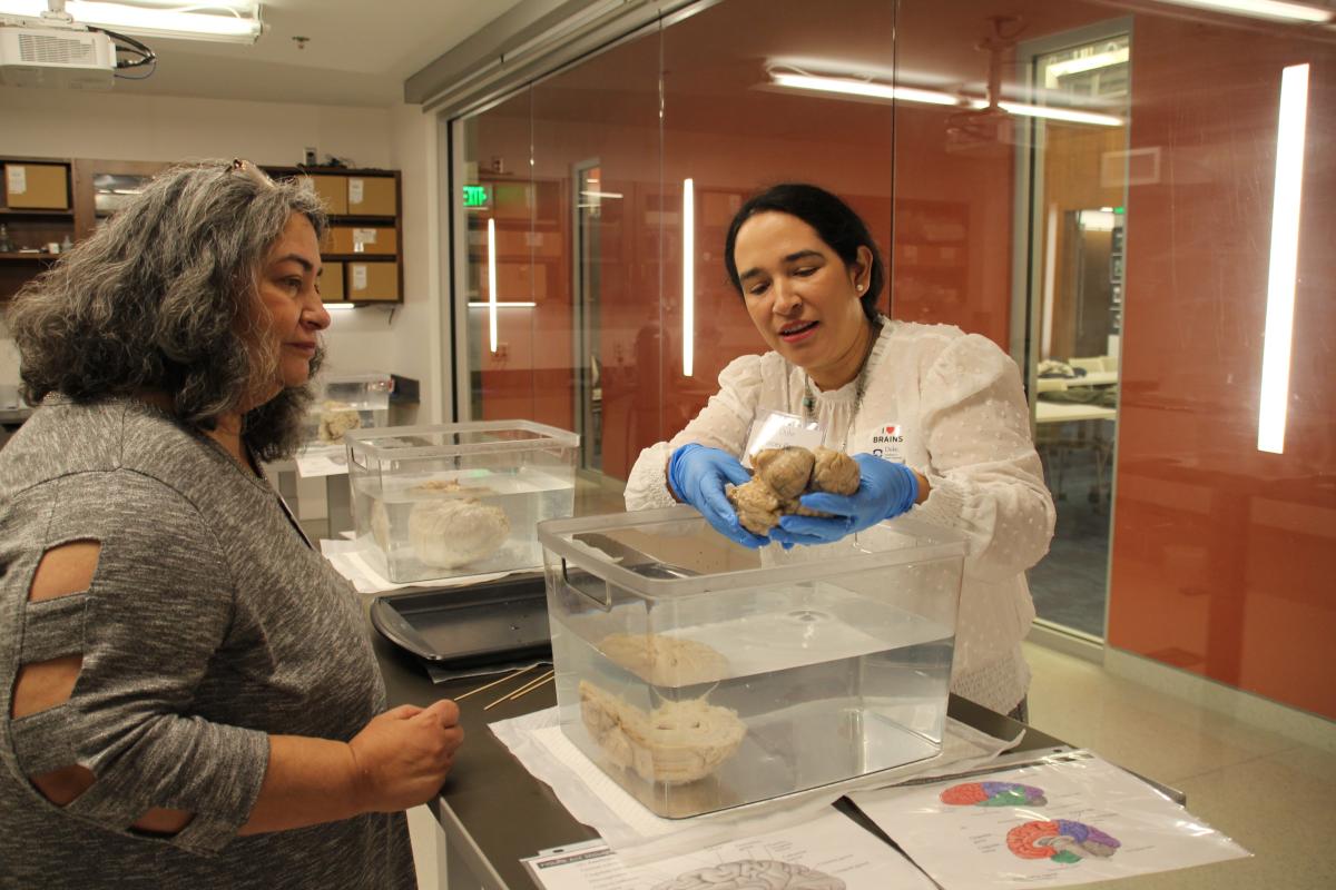 Parent Day 2023 - two visitors holding and looking at a human brain