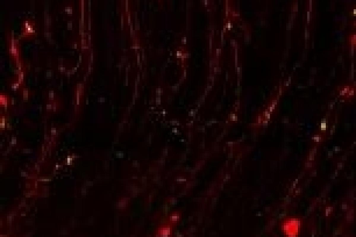 RNA (yellow) moves toward the uppermost layer of the brain 