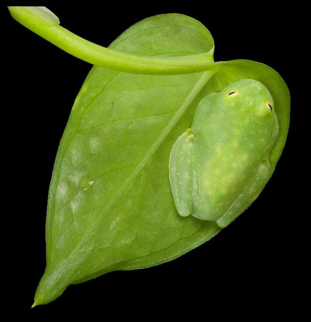 sleeping grassfrog on a leaf blending in