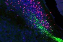 Neurons