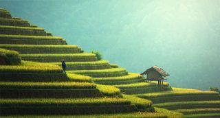 Rice paddies