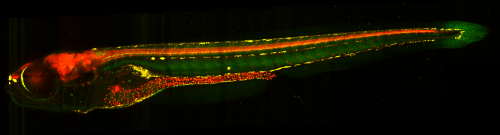 Zebrafish Imaging